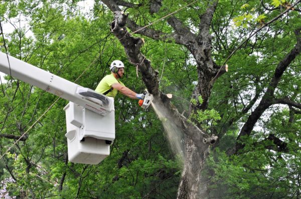Syracuse Tree Trimming