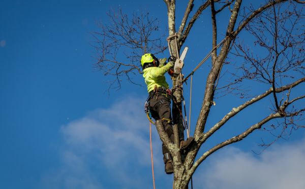 Syracuse Tree Removal